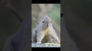 Sound on! Douglas squirrel LOVES his meal #shorts #animals #nature