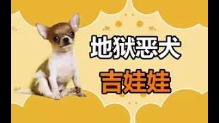 宠物冷知识：被称为地狱恶犬的吉娃娃，养过的人却是称赞不断！