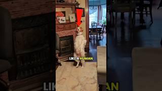 This Dog Walks Like A Human