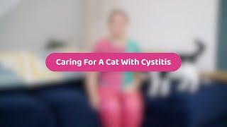 Caring For A Cat With Cystitis | Pet Health Advice