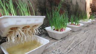 Brilliant idea | How to grow Onions & Garlic in Styrofoam Box for beginners