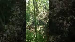 Trail Kalimantan
