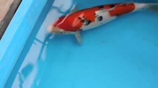 Yam1: Sanke from Yamamatsu Koi Farm