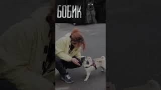 тот самый фанат кота бегемота