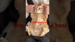TT43 Bro knows the bass #cat #cute #bass