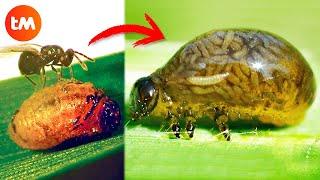 10 ZOMBIE ANIMALS Controlled By PARASITES 