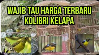 update harga burung kolibri kelapa lengkap dari loloan sampai prestasi 2023