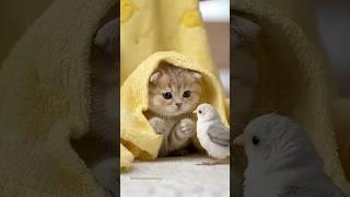 Kitten Hides in a Towel... Waiting for the Bird to Appear