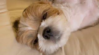 Cute Shih Tzu Dog Sleeping  | Daily Routine  | Vlog  #shorts