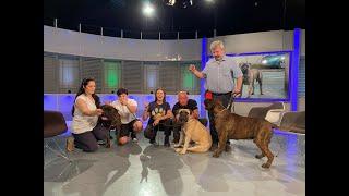 Digi Animal Club - Bullmastiff talk with Rodica & Andrei Tenu