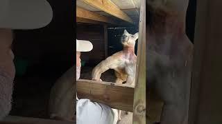 Worlds Strongest Kangaroo  #shorts #animals #giant #kangaroo #zoo