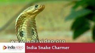 India Snake Charmer -  Cobra Snake Tricks!