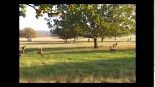 Fenton Chases Deer in Richmond Park - Original - Viral Needs