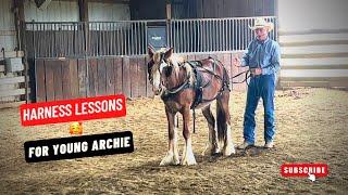 D/C  ARCHIE'S FIRST LESSON  To Being A Cart Driving Horse - Harness Training