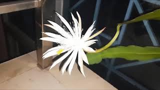 Night Queen blooming (Queen of the night) -Amazing blooming and rare time lapse video -Rare blooming