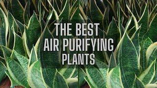 Best 13 Air purifying indoor plants | Plants for Cleaning Indoor Air | Houseplants