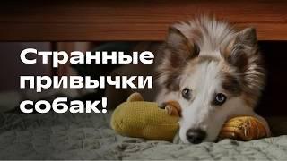 Почему ваша собака делает это? 5 странных привычек собак из природы!