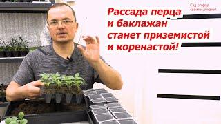 Рассада сладкого перца и баклажан не потянутся, если сделать с ними так.