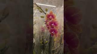 Рига. Мультифлоры. Каскады. Орхидеи. Уценка.Продуктовый. Riga.Multifloras. Cascades.Orchids. Grocery