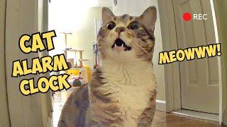 Cute cat meowing…and meowing…