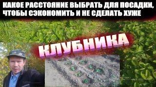 Расстояние между кустами клубники.Схема посадки клубники