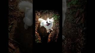 Meet the Tonya Finosu #doglovers #dog #dogbreed #rarebreed #turkey #watchdogs #smalldog #whitedog