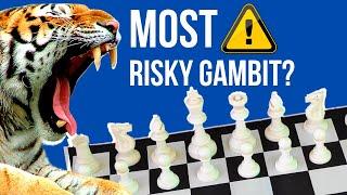 Is this the Most Risky Gambit in Chess?