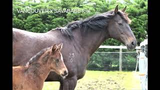 Australian Thoroughbred Bloodstock - Racehorse Shares & Syndications