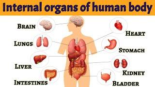 Internal organs of human body | Internal organs | Parts of our body | #internalorgans #bodyparts