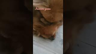 лижет уши️️️ #боня #лола