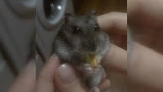Джунгарский хомячок ' Djungarian Hamster '
