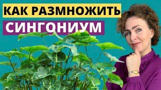 СИНГОНИУМ размножение