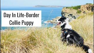 Day in a life of our Border Collie PUPPY