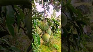 Mango should be covered the effects f insects  #shorts #manga #cultivation #viral