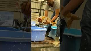 Ochiba in action #fish #india #shorts #koifish #koi