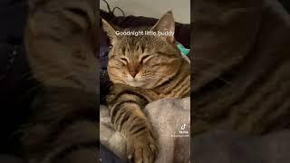 Sweet dreams kitty cat #sleeping #cat #trending #viral #subscribe