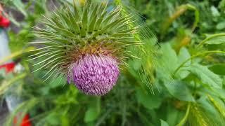 Cirsium