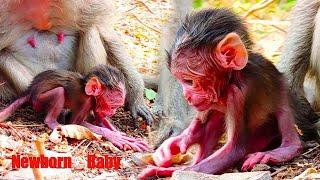 Wrinkle, Newborn baby monkey receive little Milk from mother, small arms and legs, wrinkled face