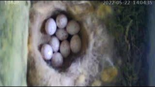 From day to day we are waiting for the birth of chicks. 2022.05.22