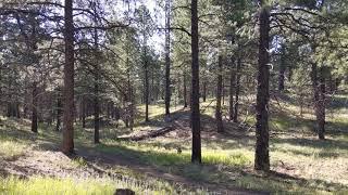 Flagstaff Arizona, Ponderosa Pine Forest south of Flagstaff, very quiet.