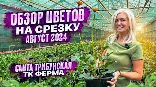 ОБЗОР ЦВЕТОВ НА СРЕЗКУ. ТК ФЕРМА