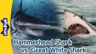 Hammerhead Shark vs. Great White Shark |Differences between Hammerhead Sharks and Great White Sharks