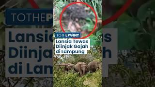 Seorang Lansia di Tanggamus Lampung Tewas Mengenaskan seusai Diinjak Gajah Liar yang Mengamuk