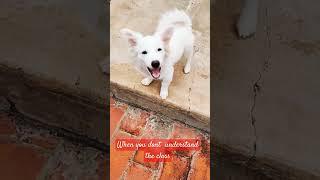 #Questionmarkface#Maggie#Thepomeriandog#youtube #ytshorts #MounikaRam