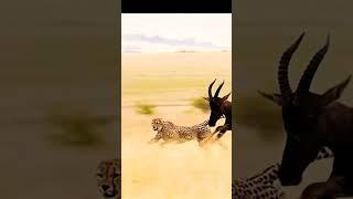 The Cheetah vs Wildebeests: Animal Battle 2 #shorts #shortsfeed