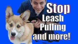 Stop Leash Pulling AND MORE!