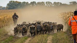 Top 150 Wild Hog Hunting Moments – Florida Farmers Fight Back Against Boar Invasion
