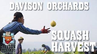 Davison Orchards Squash Harvest!