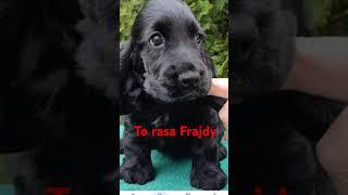 to rasa Frajdy #diy #cute