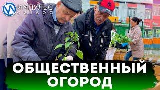 В Новом Уренгое появился первый общественный огород